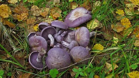 В каком лесу растут рядовки
