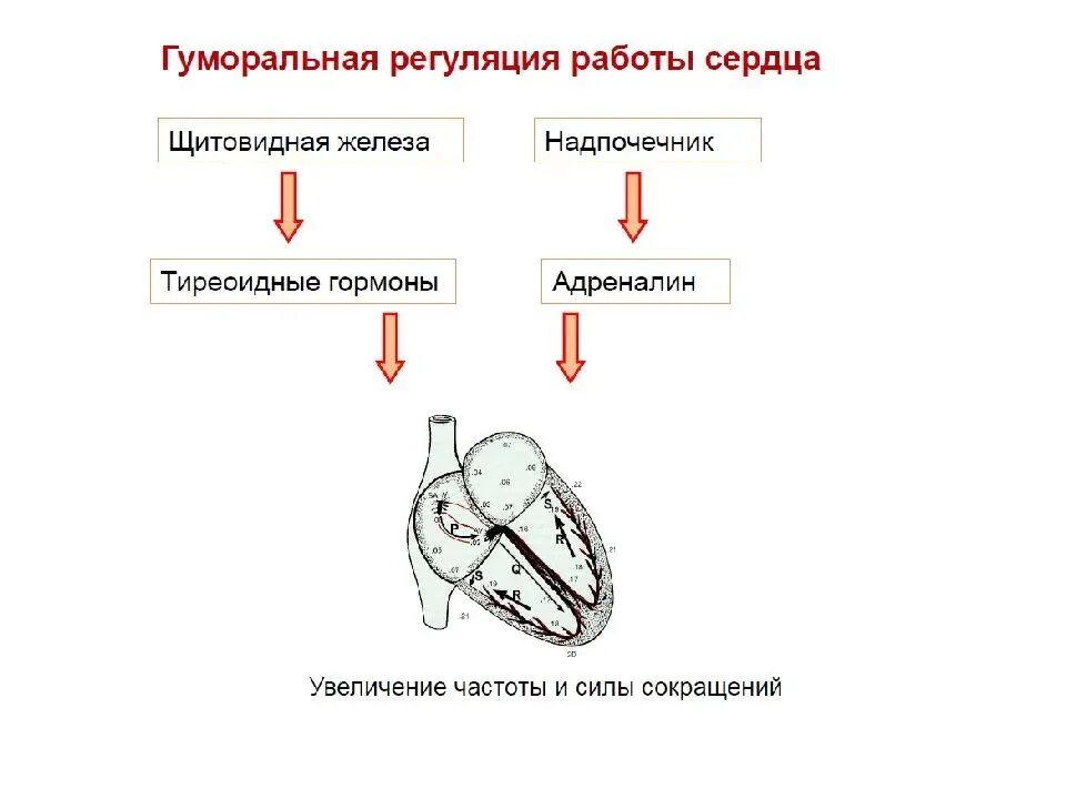 Гуморальная регуляция работы сердца осуществляется. Местные механизмы регуляции деятельности сердца. Схема регуляции сердечной деятельности. Нервная регуляция кровообращения схема. Схема механизмы регуляции деятельности сердца.