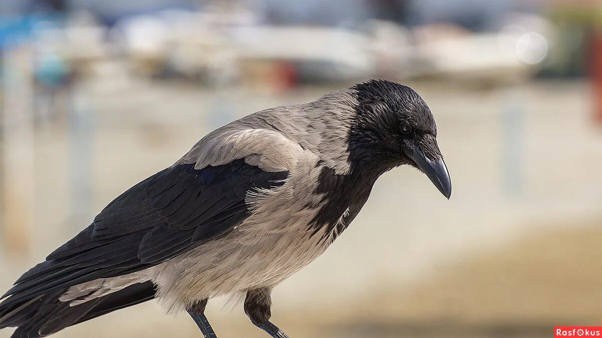 серый ворон 5 и 6