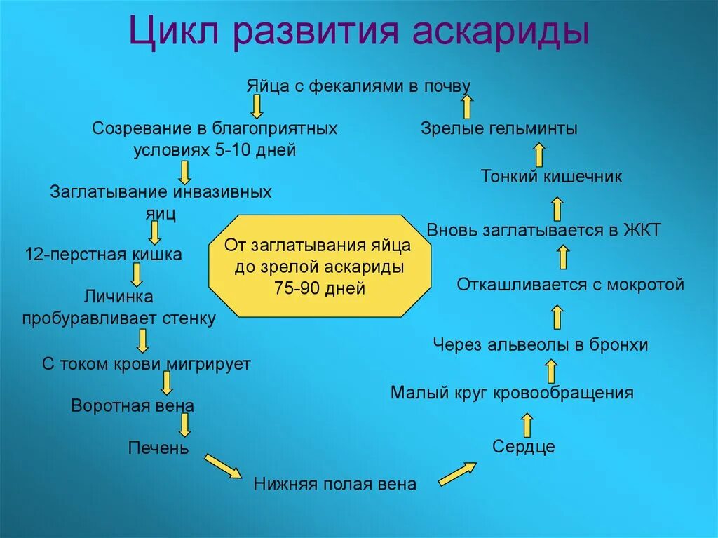 Стадия жизненного цикла червя. Этапы жизненного цикла аскариды схема. Цикл развития аскариды человеческой схема. Схема развития аскариды биология 7 класс. Цикл развития аскариды человеческой схема биология 7 класс.