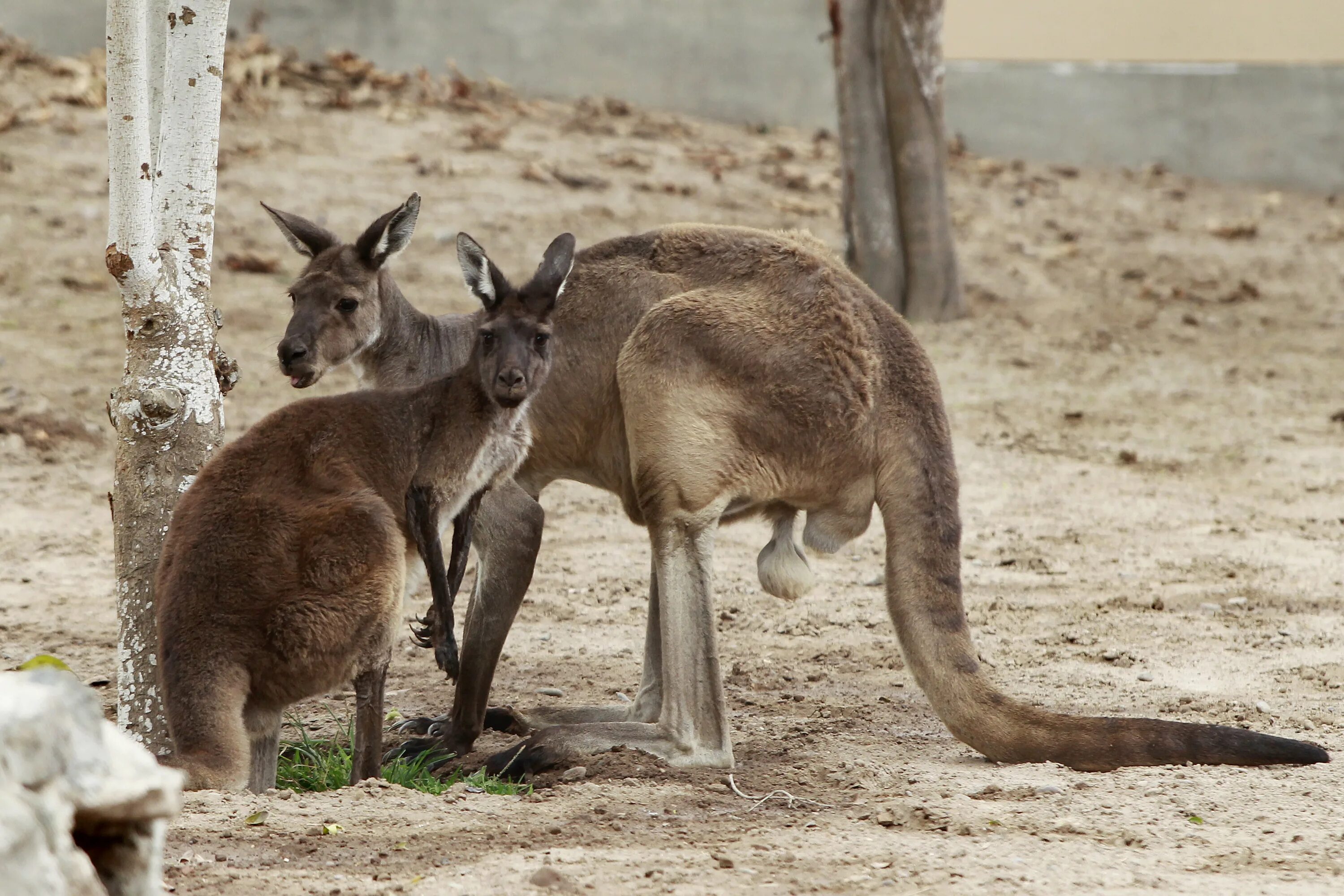 Оплодотворение кенгуру кенгуру. Кенгуру размножение спаривание.