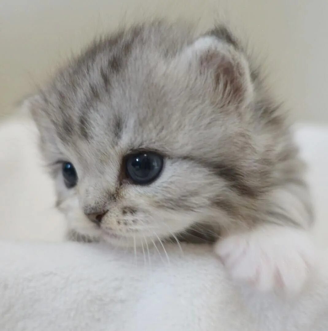 Самые милые котята. Самого миленького котенка. Самого миленького котенка. Милый котик. Смешные котята.
