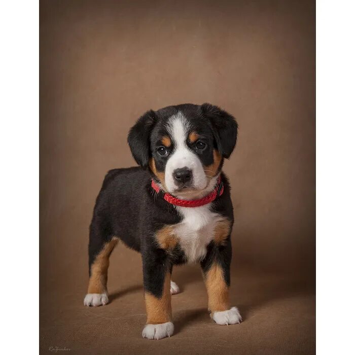 Щенок энтлебухер зенненхунда. Зенненхунд бернский гладкошерстный. Энтлебухерзеннендхунд. Энтлебухер зенненхунд щенки. Швейцарский аппенцеллер зенненхунд.