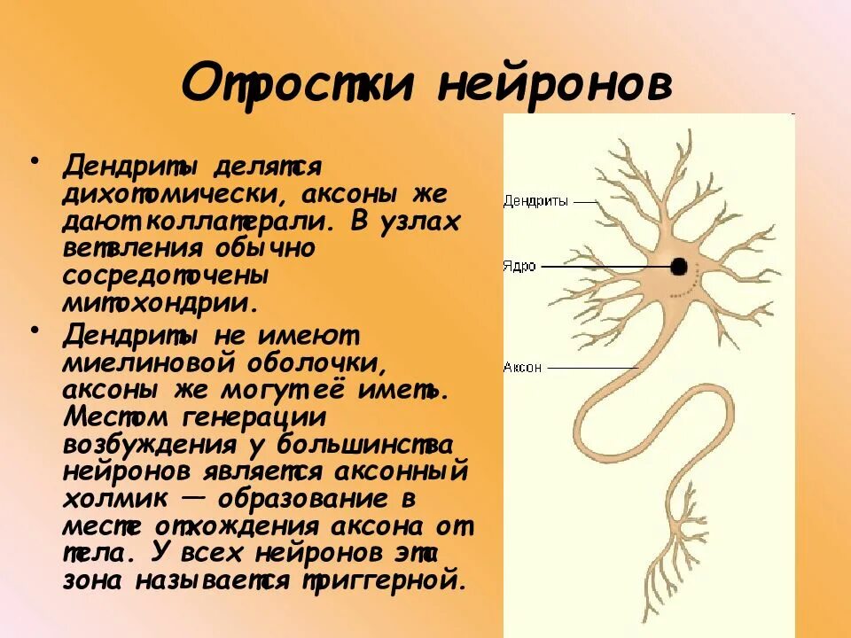 Короткие ветвящиеся отростки нервных клеток. Строение нейрона. Отростки. Дендрит. Дендрит нейрона структура. Аксоны отростки нервных клеток. Строение дендрита.