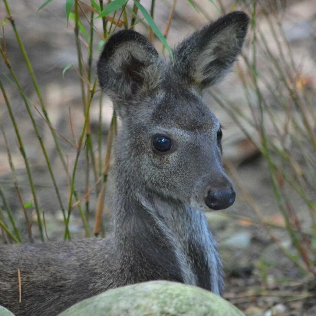 кабарга википедия. кабарга байкал. верхоянская кабарга. алтайская кабарга. олень кабарга мускус.