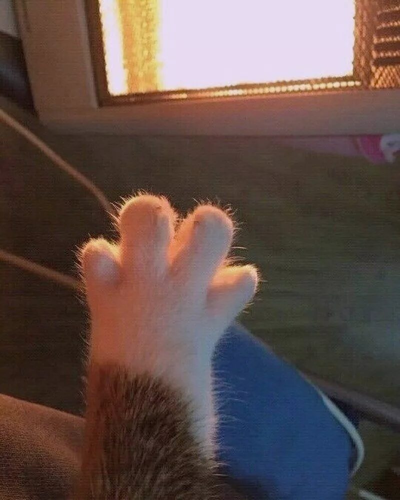 Кот кладет лапу на лапу. Лапка котика. смешные кошачьи лапки. кошачья лапа. лапа кота привет.