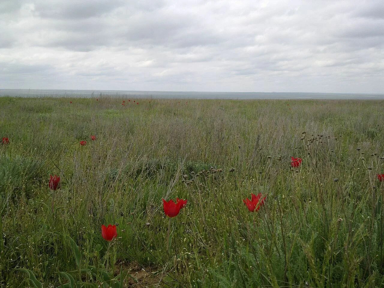 Тюльпан шренка калмыкия. Фестиваль тюльпанов в калмыкии 2022. Фестиваль тюльпанов степи калмыкии. Цветение тюльпанов в калмыкии. Калмыкские степи весной.