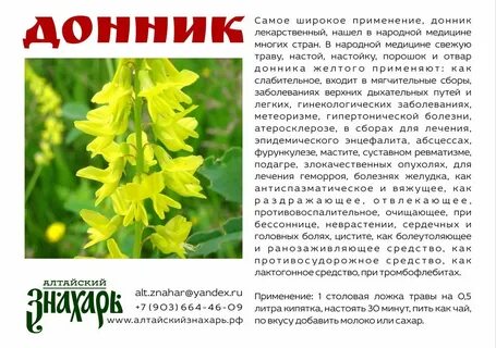 Донник желтый применение