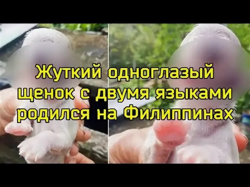 Родиться без языка. Одноглазый щенок Кевин сейчас фото.