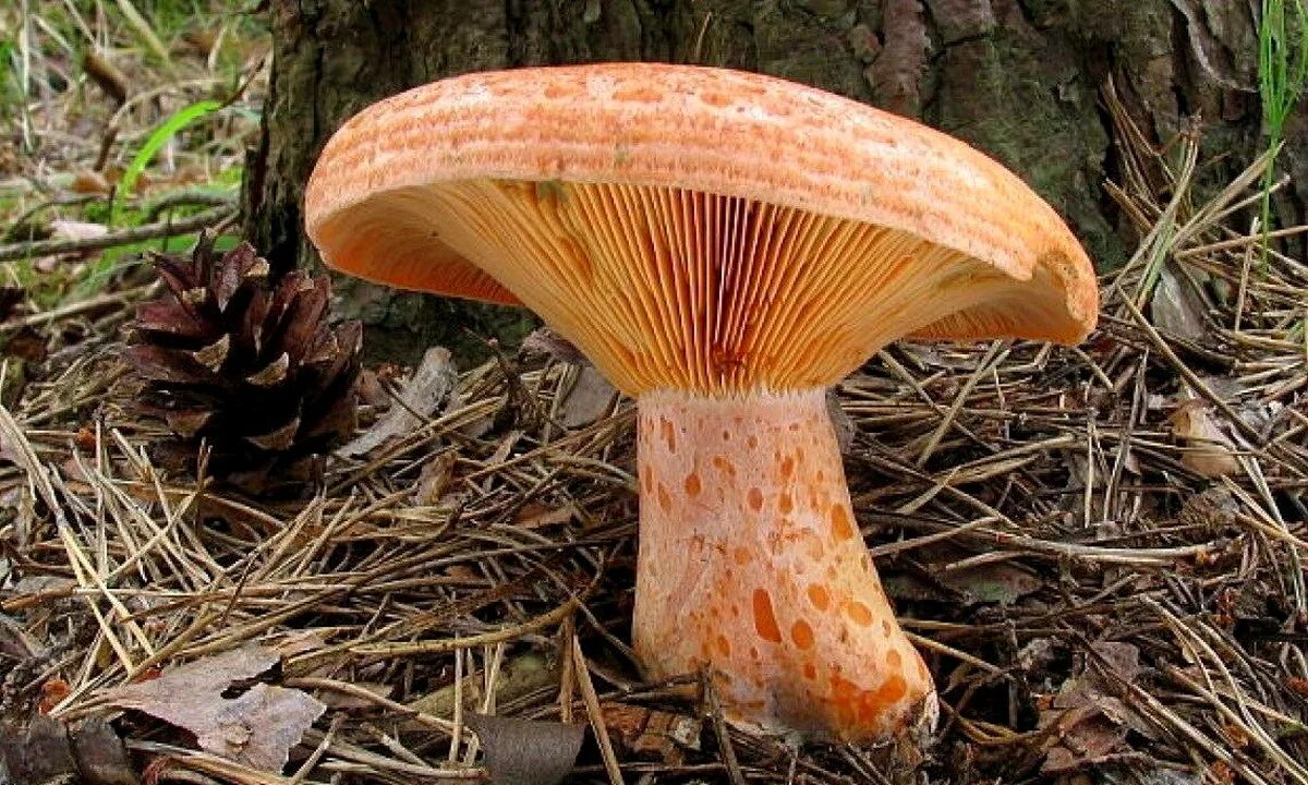 Рыжик Сосновый/Боровой (Lactarius deliciosus);. Рыжики грибы. Рыжик настоящий гриб. Царский гриб Рыжик. Какой гриб рыжик