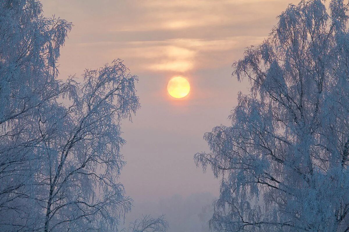 Морозный пейзаж. Зимний солнечный лес. Зимняя природа. Морозный пейзаж. Зимняя природа.