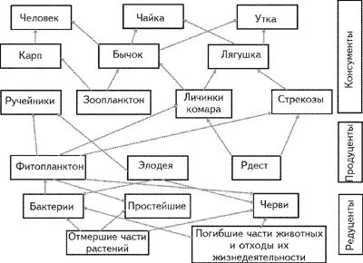 Сеть питания водоема