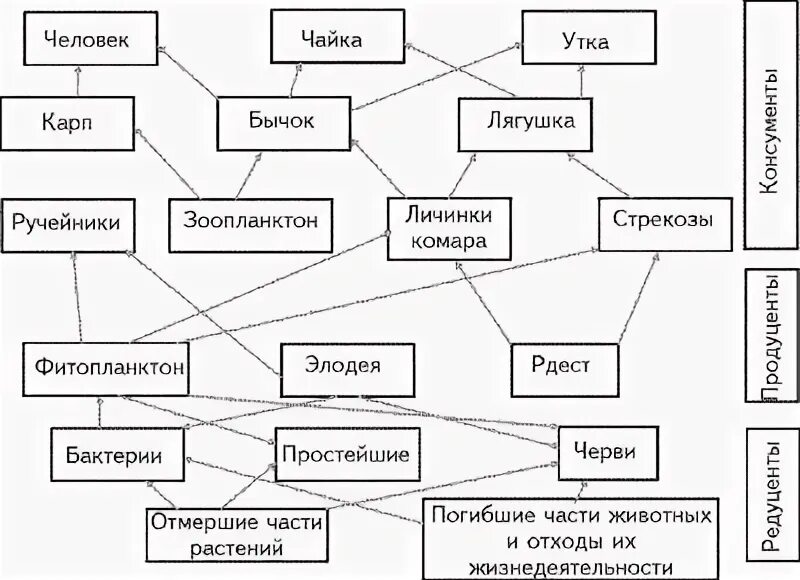 Приведи пример пищевых связей аквариума. Схема трофической структуры пруда. Пищевая сеть водоема схема. Трофическая сеть водоема. Биоценоз сеть питания схема.