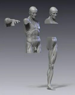 Anatomy for artists