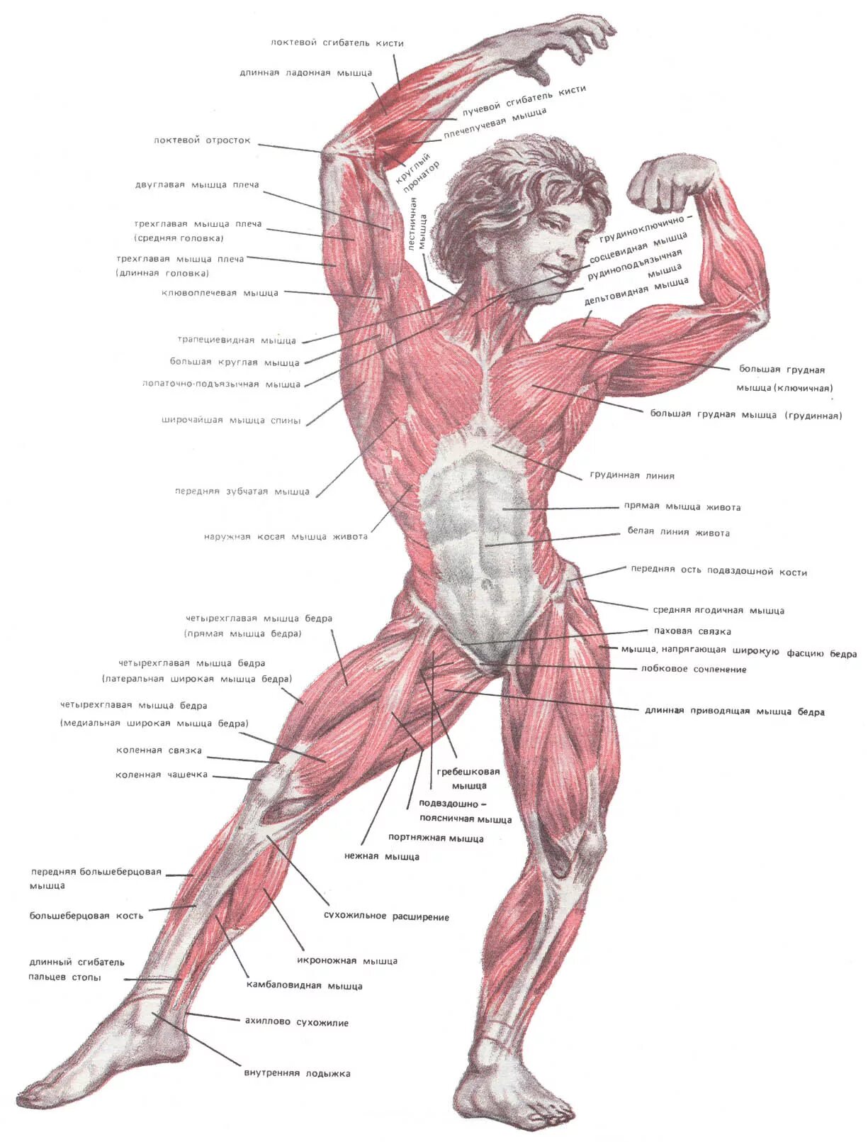 Мышечная система схема. Строение тела человека мышцы. Анатомия названия мышц. Мышцы человека схема.