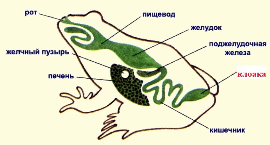Функции пищеварительной системы земноводных. Система пищеварительной системы лягушки. строение головастика лягушки. схема строения пищеварительной системы земноводных. внутрение строение головастика лягушки.