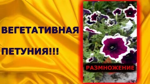 Опт вегетативной петунии