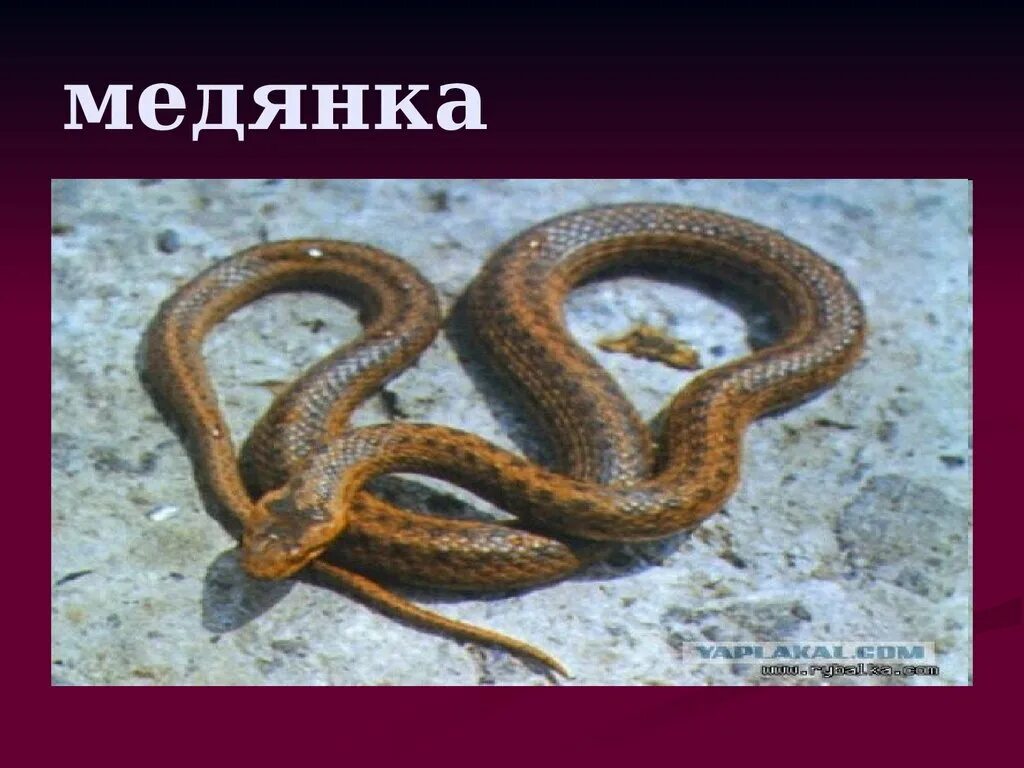 Медянка краснохвостая. Змея медянка обыкновенная. Медянка пермский край. Медянка змея черноземье. Медянка змея.