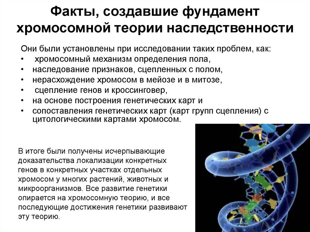 Развитие теории наследственности. Морган генетика теория наследственности. Интересный факт хромосомная теория наследственности,. Хромосомная теория наследственности генетика. Хромосомная теория наследственности генетика пола.