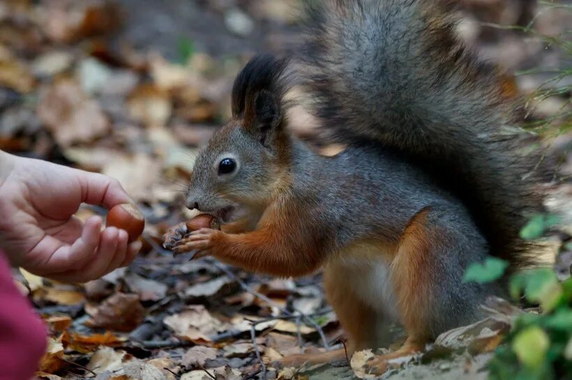 Орел есть белку. Орел есть белку. Белка с бубликом. Орел есть белку. Вконтакте белка белка.