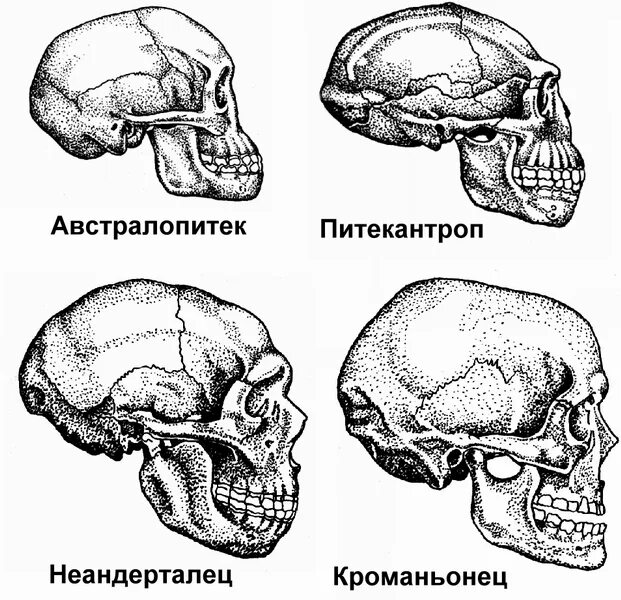 Развитый подбородочный выступ череп. Эволюция человека неандерталец кроманьонец. Череп кроманьонца и современного человека. Череп австралопитека и неандертальца. Австралопитек питекантроп неандерталец кроманьонец.