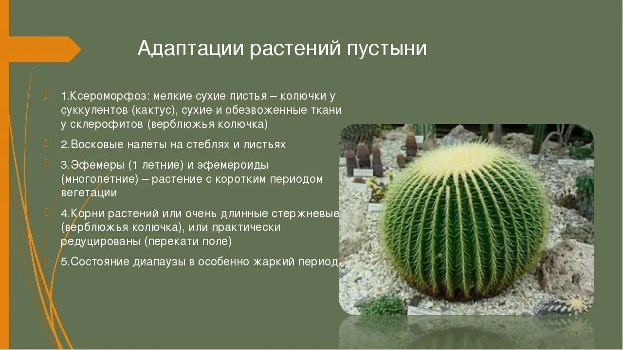 Кактус в какой природной зоне. Примеры адаптации растений. Приспособления растений. Адаптация растений пустыни. Приспособления растений в пустыне.