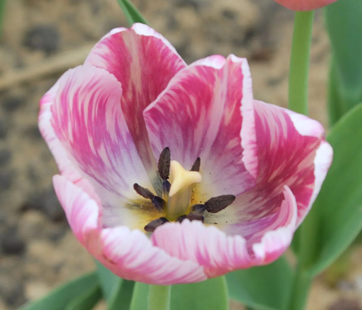 Keukenhof: Legendary Garden of Tulip Country Victor Travel Blog Тюльпаны, Природ