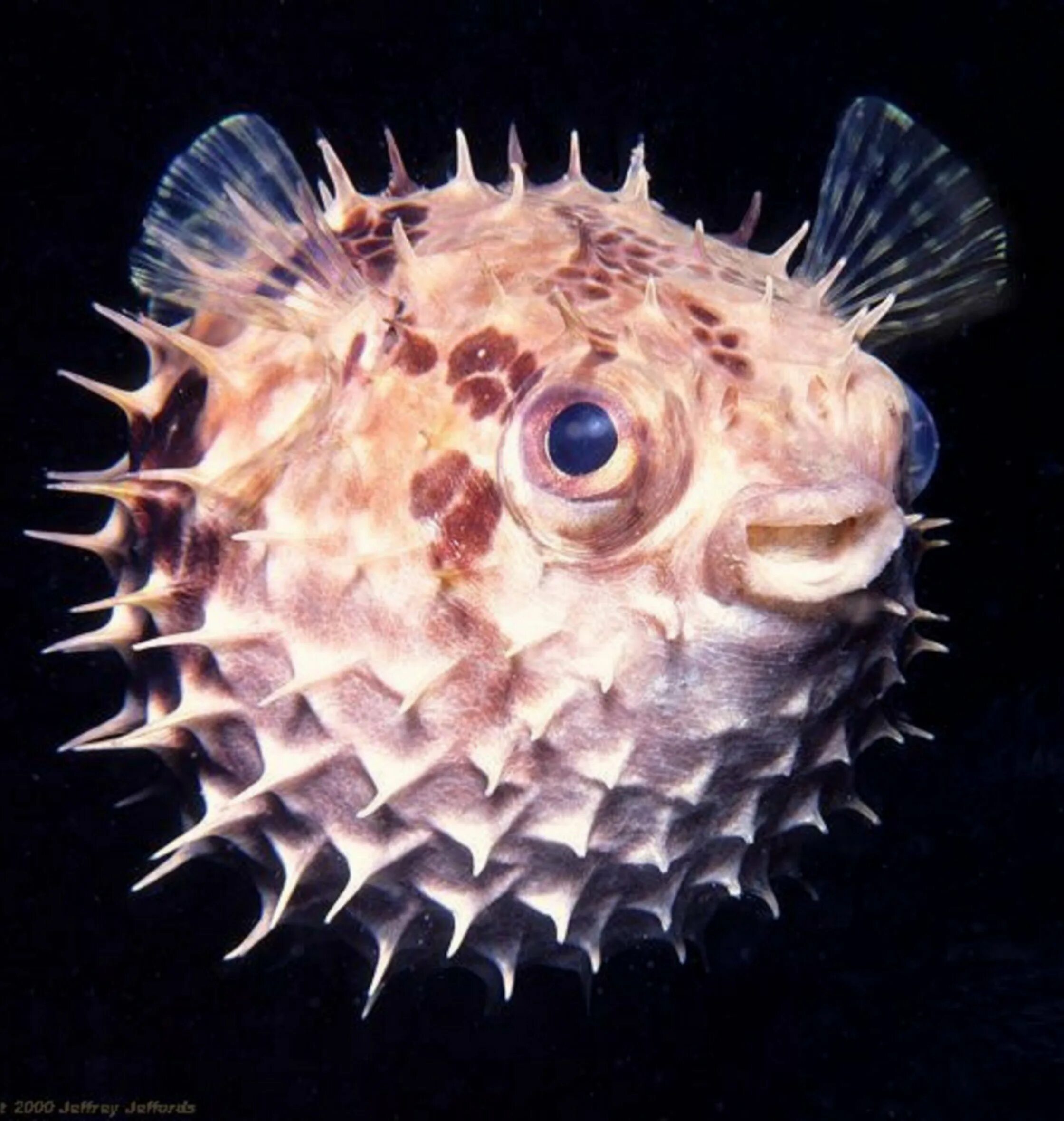 Рыба еж фугу. Рыба папье маше. Круглая рыба. Пятнистый иглобрюх. Редкий pufferfish.