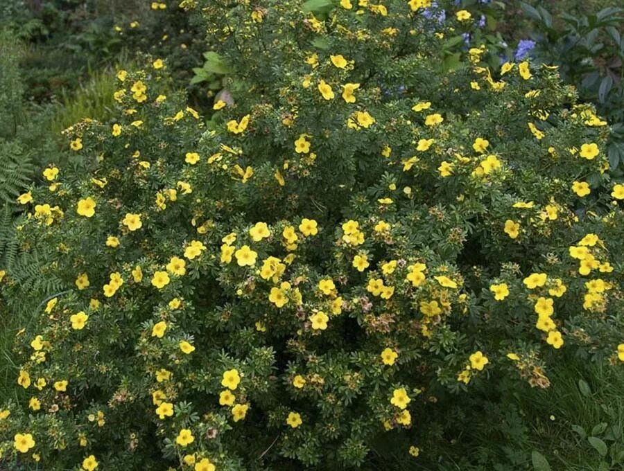 Как размножается лапчатка кустарниковая. Лапчатка кустарниковая potentilla fruticosa “goldfinger”. лапчатка hachmann&#039;s gigant. лапчатка daydawn. лапчатка кустарниковая желтая.
