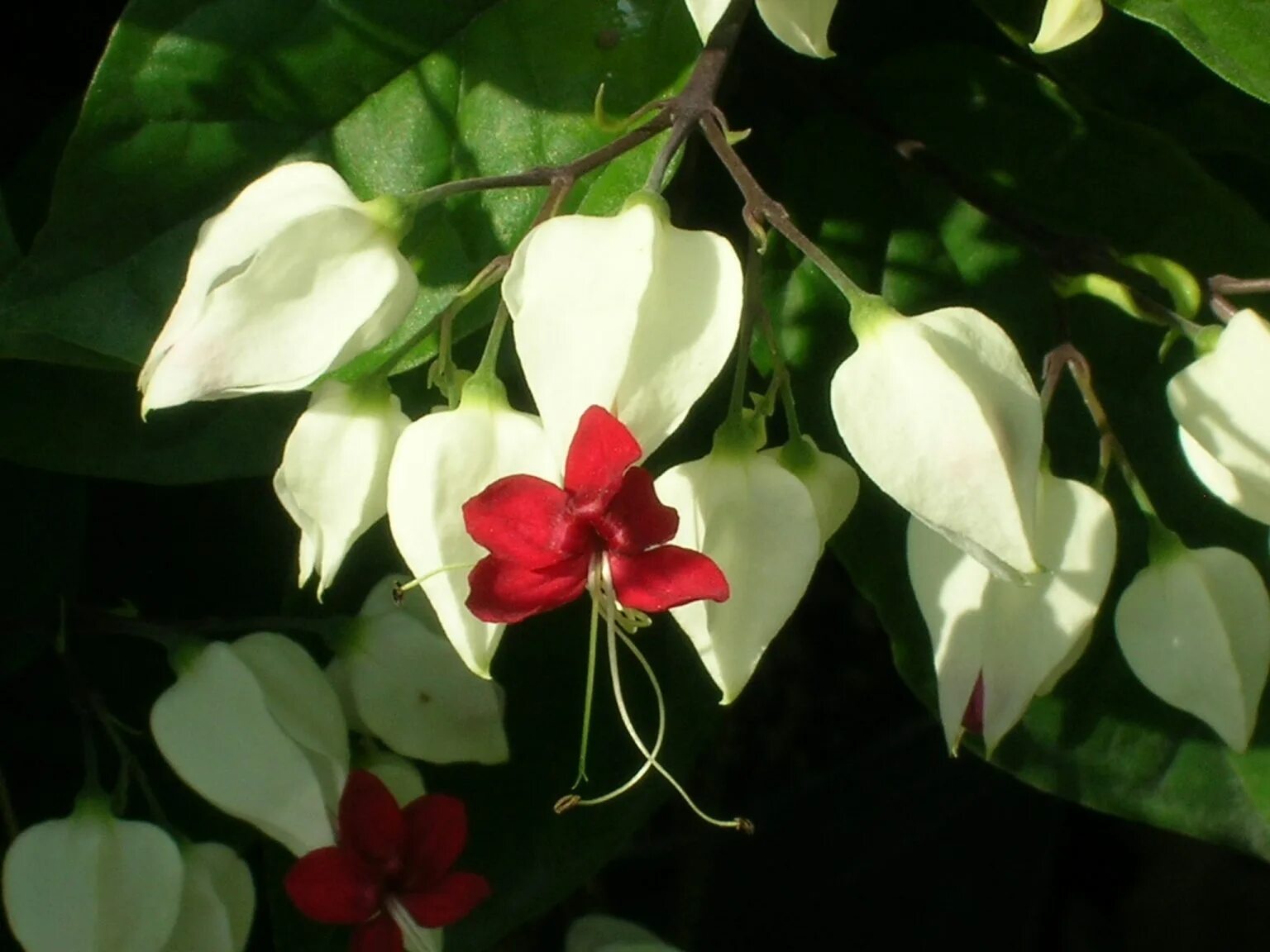Клеродендрум томпсона листья. Clerodendrum thomsoniae. клеродендрон thomsoniae. кровавое сердце цветок клеродендрум. клеродендрон thomsoniae, 25 см.