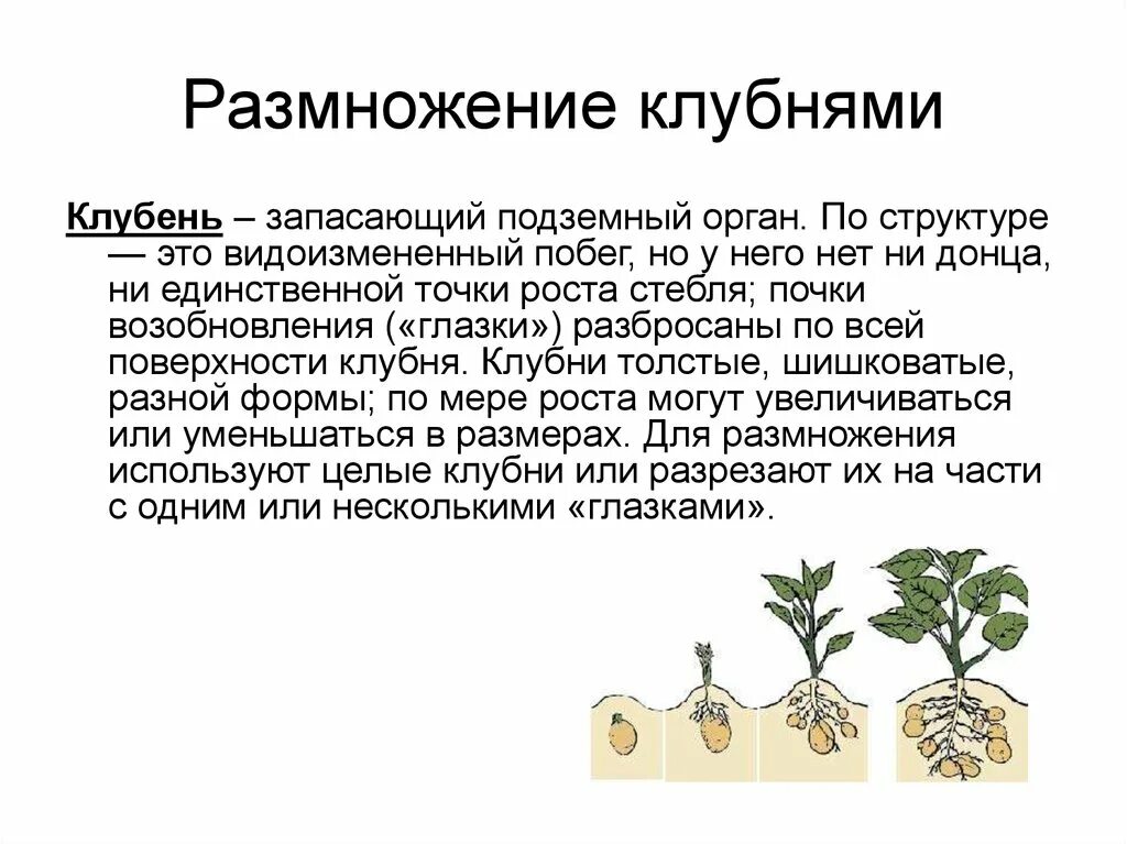 Вегетативное размножение растений клубнями. Вегетативное размножение растений клубнемпримеры. Способы вегетативного размножения клубнями. Технология вегетативного размножения клубнями.