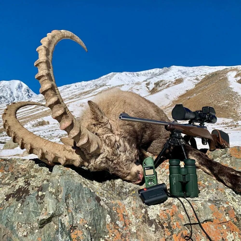 Алтайский охотничий
