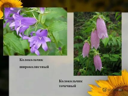 Колокольчик широколистный описание