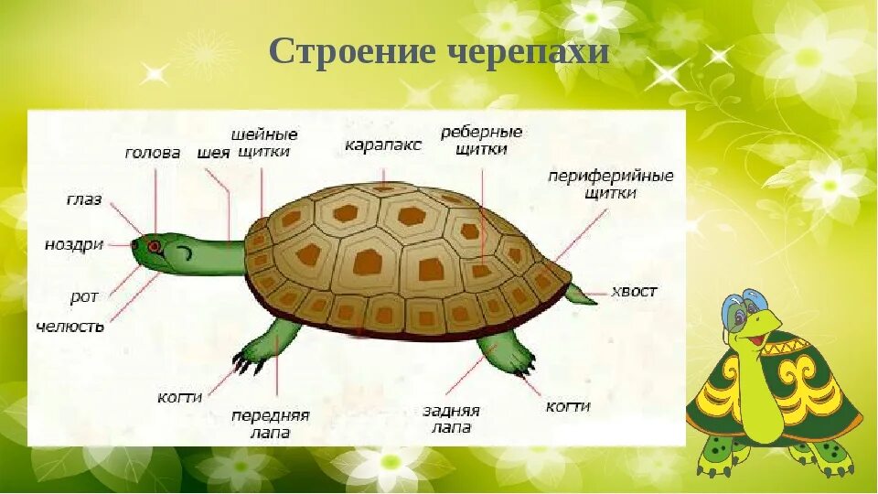 Части тела красноухой черепахи. Строение красноухих черепах. Строение панциря красноухой черепахи. Внешнее строение красноухих черепах. Части панциря черепахи