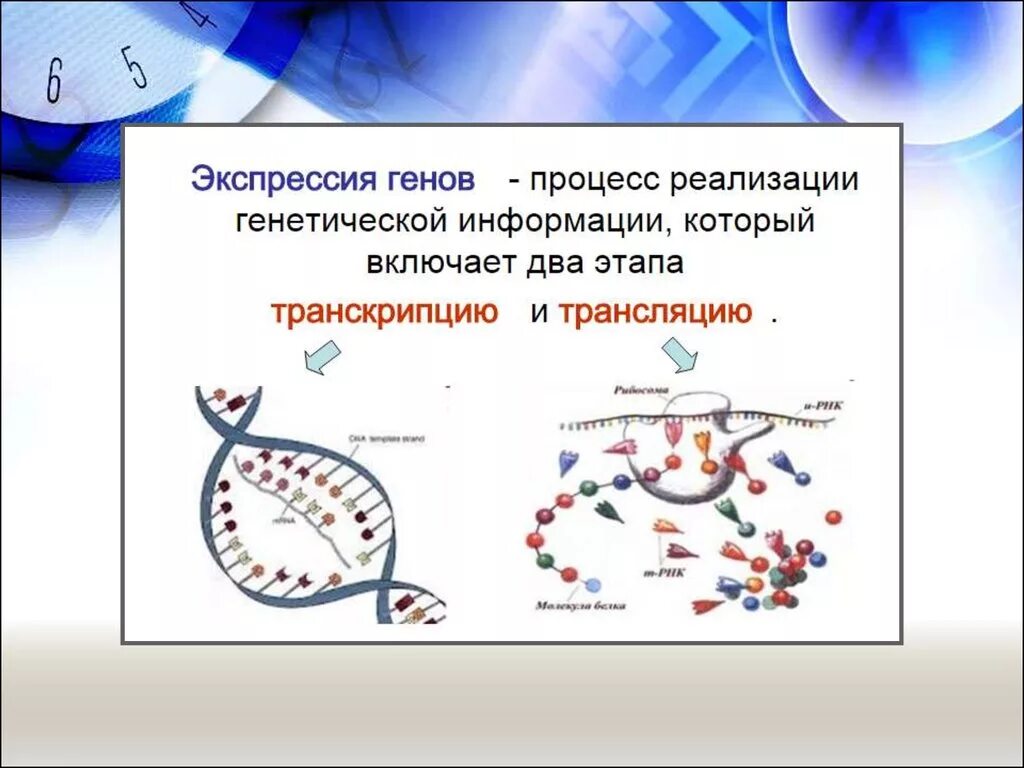 Экспрессировать это. Экспрессия генетической информации это. Экспрессия генов. Процесс экспрессии генов. Генная Экспрессия.