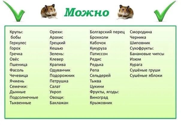 Есть джунгарикам. Рацион питания джунгарского хомяка. Чем можно кормить хомяка джунгарика таблица. Какие фрукты и овощи можно давать хомякам джунгарикам. Какие овощи можно давать хомякам джунгарикам.