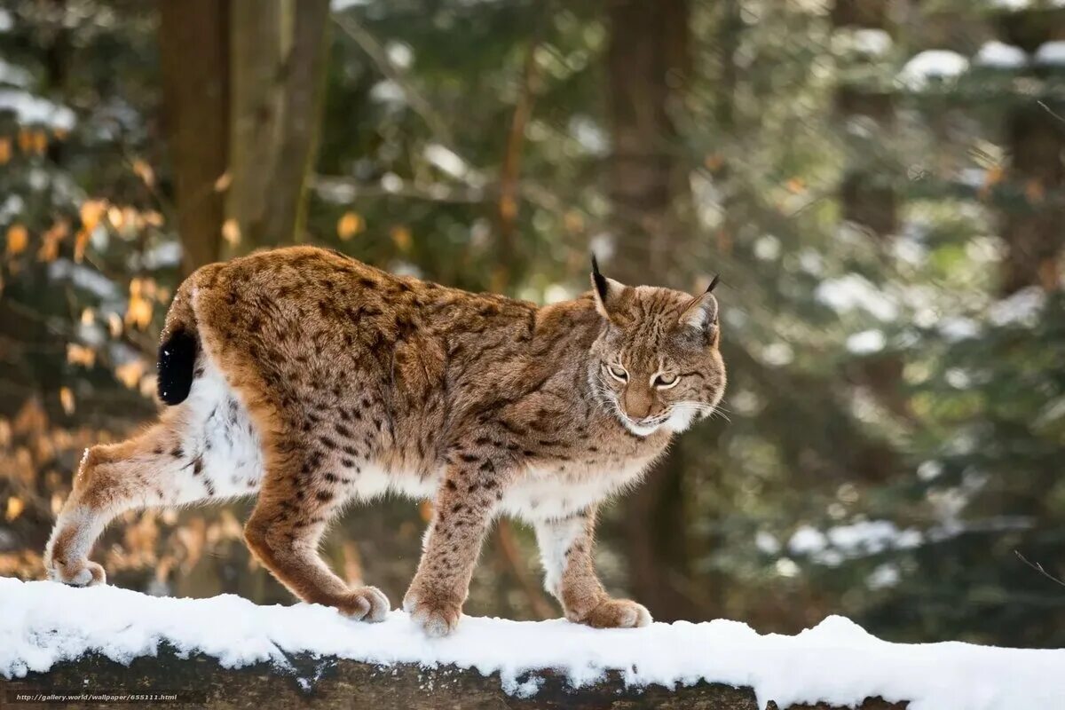 Обыкновенная Рысь. Обыкновенная Рысь Lynx Lynx. Орловское Полесье Рысь. Рысь Подмосковная. Рысь в москве