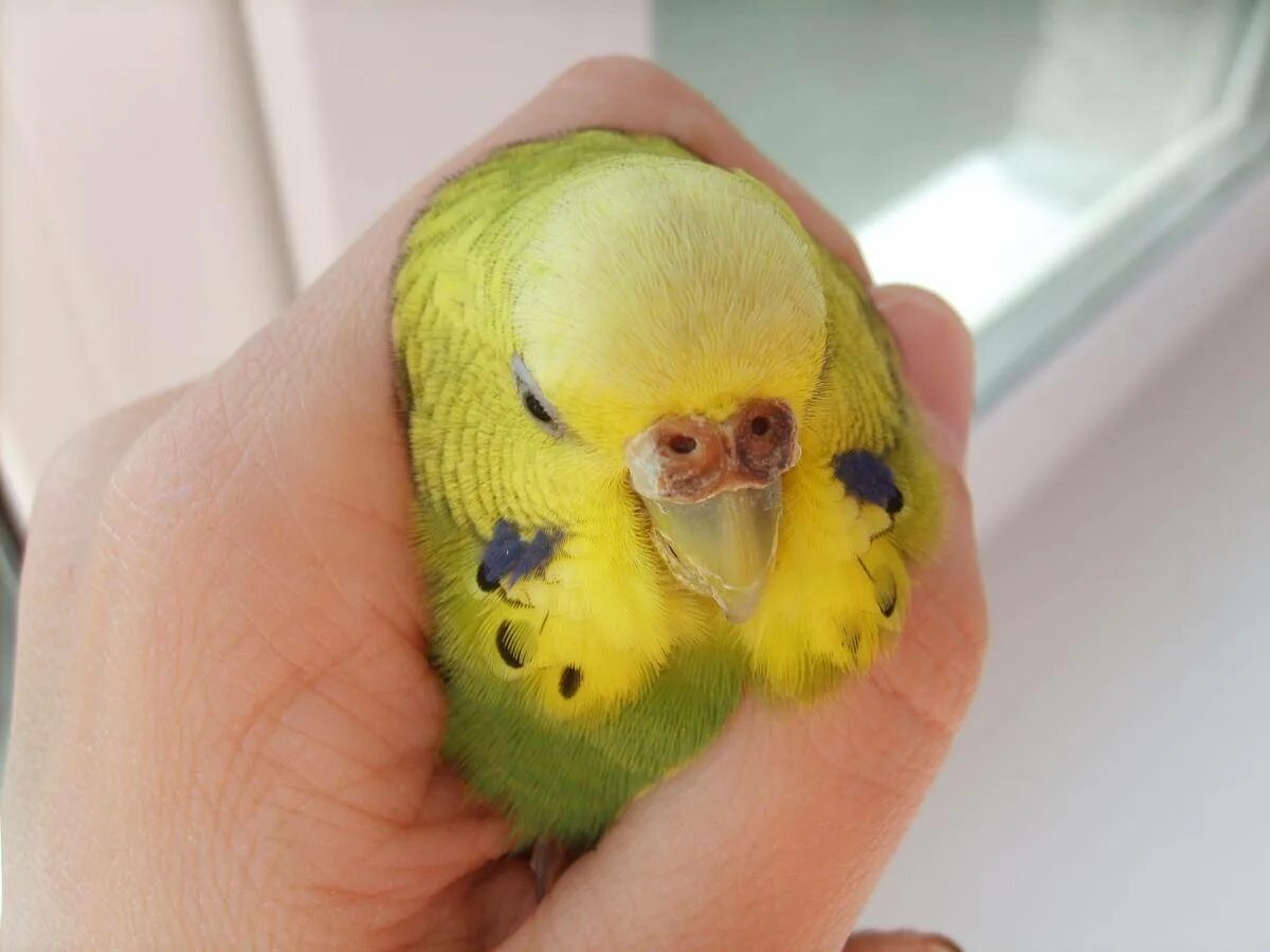 Нос попугая девочки. Нос попугая девочки. Молодые волнистые попугаи. Коричневая восковица у волнистого попугая. Попугай девочка.