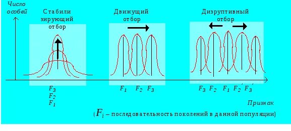 Схема естественного отбора движущий стабилизирующий дизруптивный. Движущий отбор стабилизирующий отбор дизруптивный отбор. Движущая и стабилизирующая формы отбора. Схема действия движущего отбора.