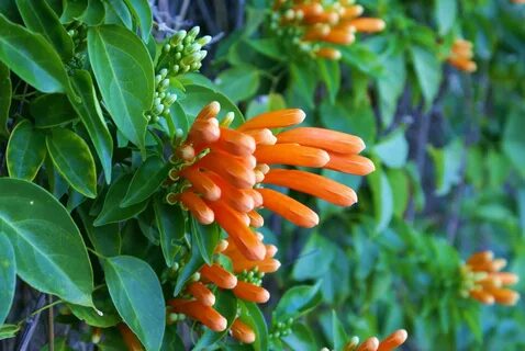 See plant