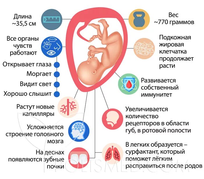 Размер малыша на 26 неделе беременности. Вес ребёнка на 26 неделе беременности.