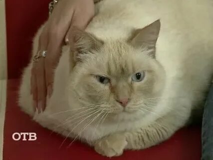 Кот барин