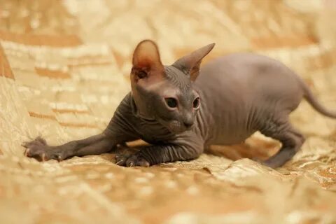 Котенок мальчик сфинкса