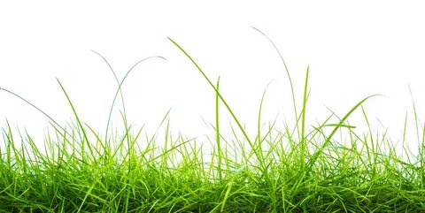 Grass grows