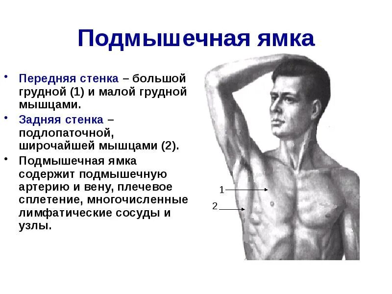 Подмышечная область топографическая анатомия стенки. Мышечная впадина. Стенки подмышечной впадины топографическая анатомия. Подмышечная полость схема. Мышцы и фасции груди.