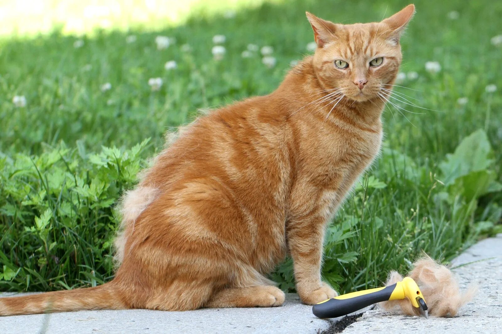 Кот линяет летом что делать. Кошка линяет. как линяют кошки фото.