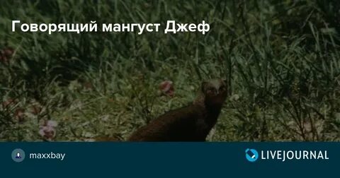 Говорящий мангуст