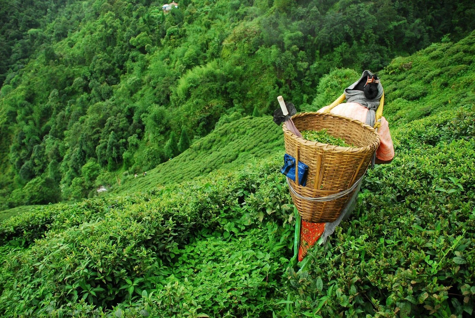 Банки шри ланки. Чайный куст Шри Ланка. Чай Шри Ланка Цейлон. Индийский чай Шри Ланка. Шри Ланка чайные плантации.