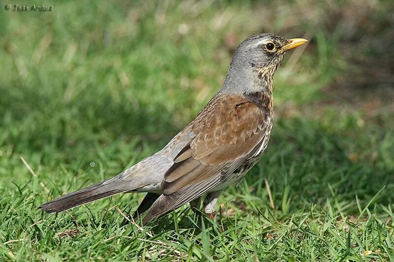 Со́йка garrulus glandarius. Garrulus glandarius. Лесная сорока сойка. Сойка пересмешница птица. Востроглазая сойка.