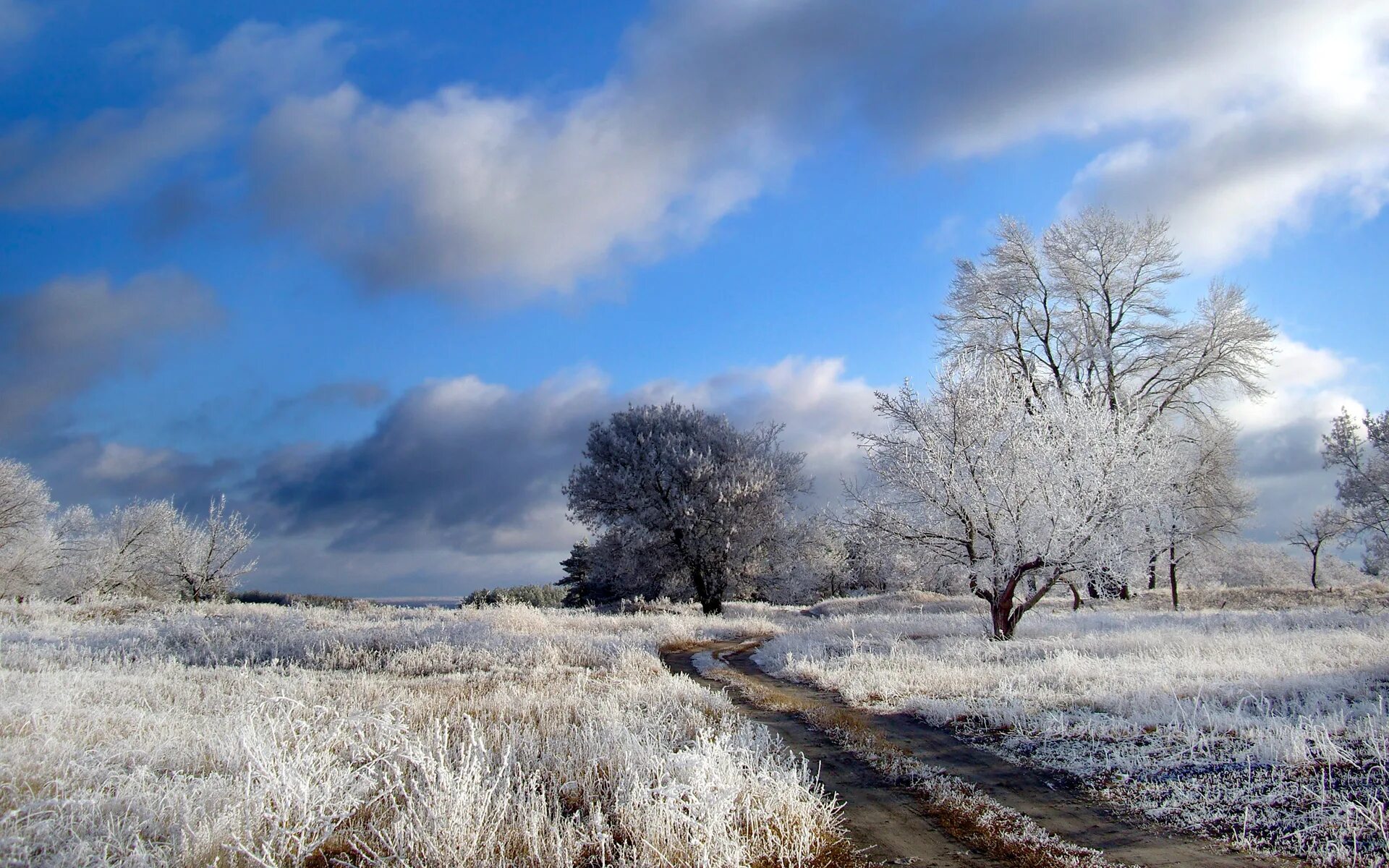 ранняя зима. поздний февраль. зимний лес солнце. февраль природа. зимний пейзаж в парке.